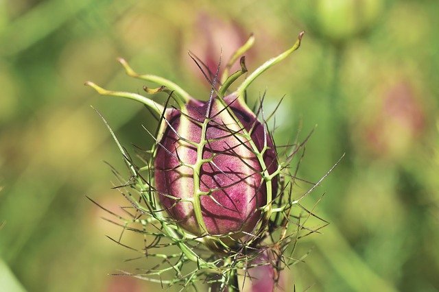 Kreuzkümmel Blüte Kreuzkümmel Blüte
